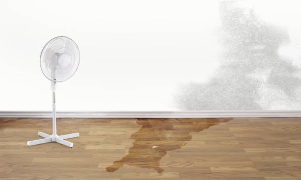 Best Professional water damage repair  in Ipswich, SD